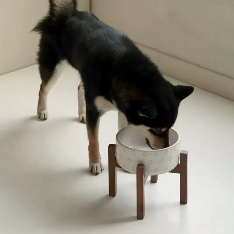 Elevated Ceramic Pet Bowl with Acacia Wood Stand