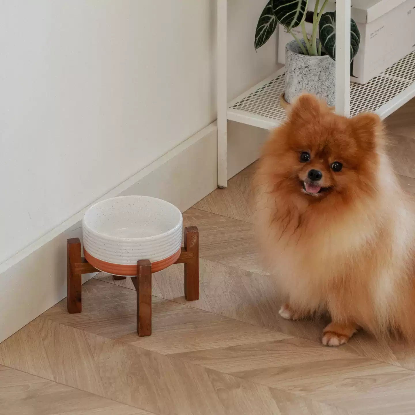 Elevated Ceramic Pet Bowl with Acacia Wood Stand – Single or Double Bowl
